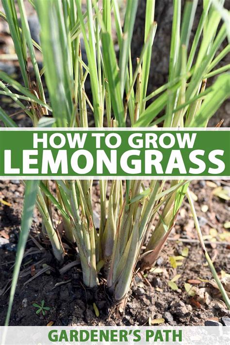 How to Plant and Grow Lemongrass | Gardener’s Path