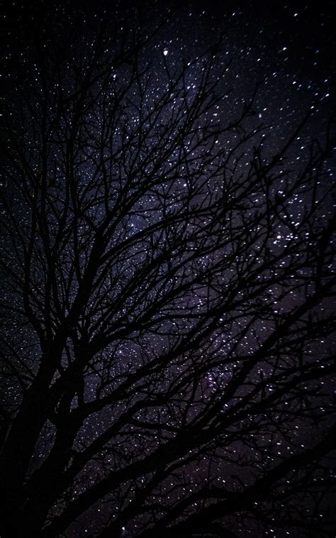 Wallpaper dark night starry sky tree