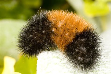 How to Identify Woolly Bear Fuzzy Caterpillars | Hunker