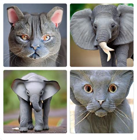 Elephant cat hybrid : r/weirddalle