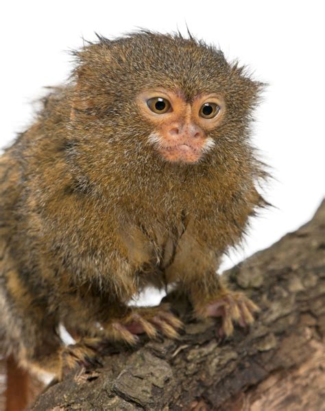 Pygmy Marmoset can live up to 11-14 years in the wild and up to their 20s in a zoo. http ...