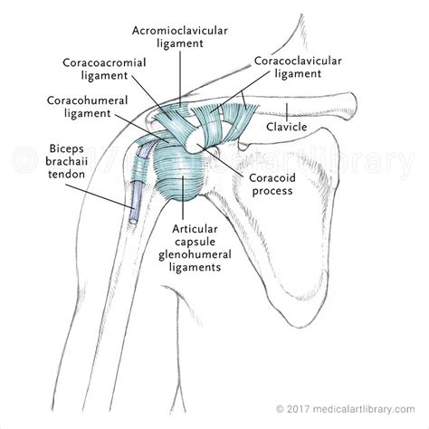 Shoulder Joint LIgaments - Anterior - Medical Art Library