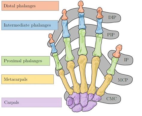 Bones and joints of the human hand, DIP-Distal Interphalangeal joint ...