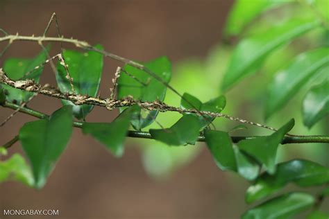 Stick insect [madagascar_5414]