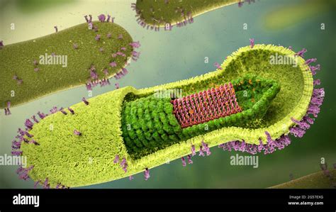 Baculovirus structure, illustration Stock Photo - Alamy