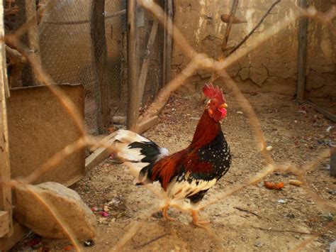 Denizli - Famous for its Rooster- Visit Turkey