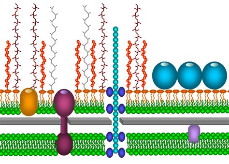 Bacterial Cell Envelope