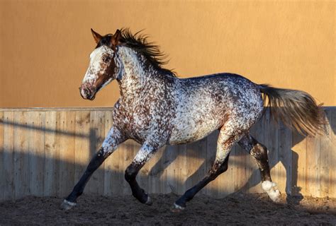 5 Things About the Spectacularly Spotted Appaloosa Horses You Probably ...