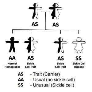 Describe the Inheritance of Sickle Cell Disease