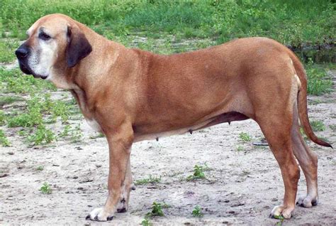 Fila Brasileiro - Dog Breed Standards