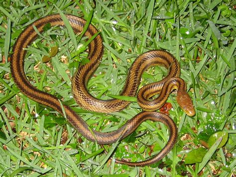 Florida Snake Photograph 034 - The Yellow Rat Snake is not aggressive ...