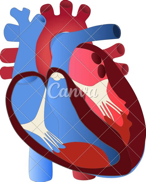 Human heart anatomy diagram - Photos by Canva