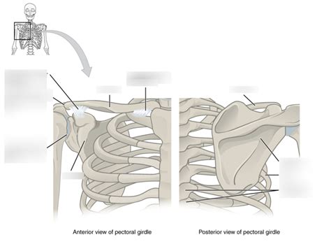 pectoral girdle Diagram | Quizlet