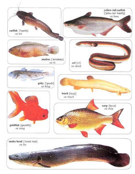 Learning Vocabulary with Pictures: Fish and Sea Animals 1