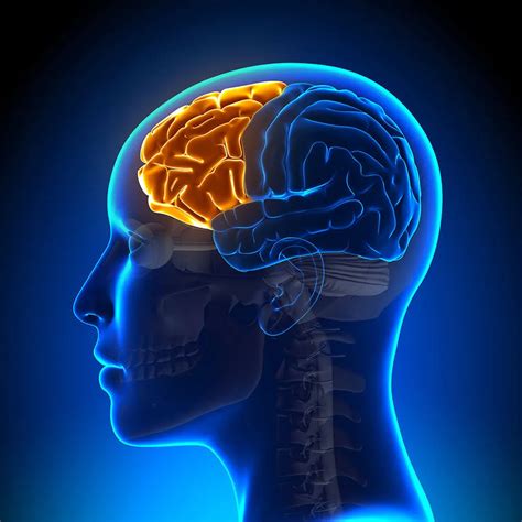 Frontal Lobe Function and Location in the Brain