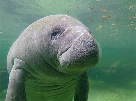 Manatee Appreciation Day: Celebrate with a visit in Florida | Manatee florida, Manatee, Florida