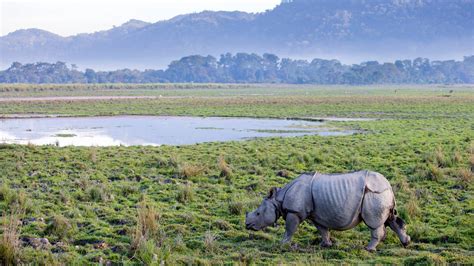 Safari Game Drive in Kaziranga National Park | andBeyond