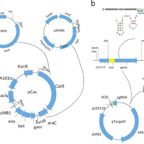 Construction of the CRISPR-Cas two-plasmid system. The cas9 gene and ...