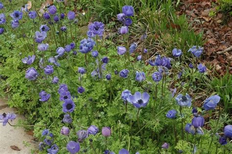 Anemone coronaria 'De Caen Blue' Poppy Anemone | Garden Center Marketing