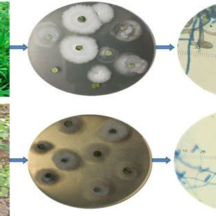 A) Isolation of endophytic fungi from Cannabis sativus and microscopic... | Download Scientific ...