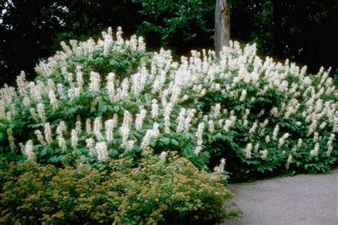 Flowering Shrubs for Shade Gardens | HGTV