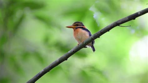 American Robin Chirping Making Call Sound Stock Footage Video (100% Royalty-free) 1010411171 ...