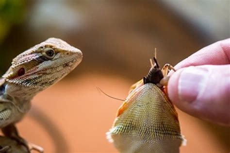 Staff Training - Lizard Feeding | Evolution Reptiles