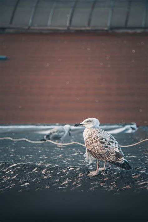 Close-up Photo of a Caspian Gull · Free Stock Photo