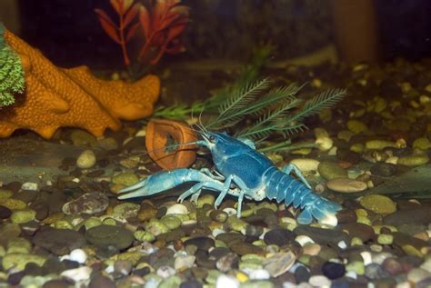 Blue Crayfish {Procambarus Alleni} Care Guide - Aquariadise