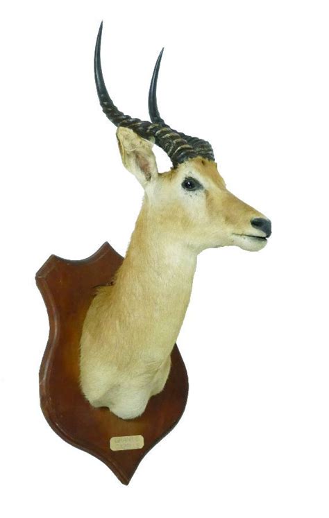 Grant's Gazelle Shoulder Mount - Natural History - Industry Science & Technology