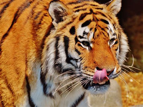Free Images : fur, predator, fauna, whiskers, snout, tiger, vertebrate, beautiful, animal world ...