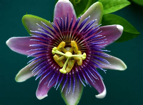 Passion Flower – The Calming Herb | Top Natural Remedies