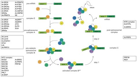 Biomolecules | Free Full-Text | Pre-mRNA Splicing in Plants: In Vivo Functions of RNA-Binding ...