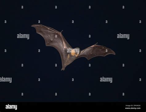 Grey headed flying fox bat flying at night Stock Photo - Alamy