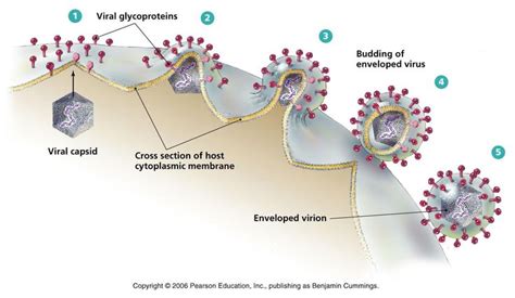 How viral envelopes are formed