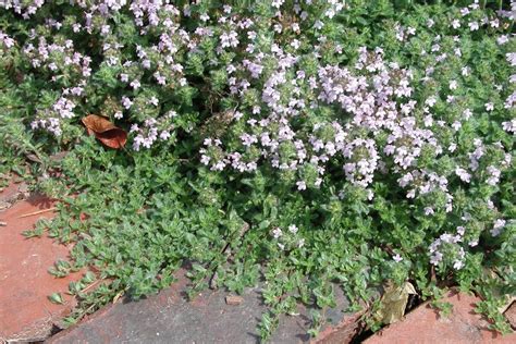 Creeping Thyme: A Beautiful Groundcover To Replace Your Lawn • Insteading