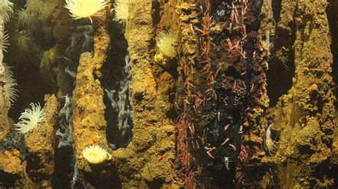 Biology of Deep-Sea Hydrothermal Vents - Schmidt Ocean Institute