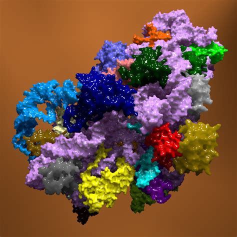 structure bacterial ribosome 3d model