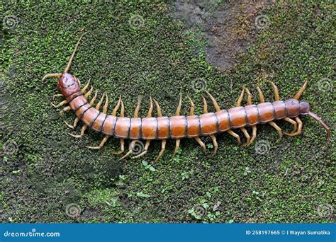 A Centipede is Looking for Prey on a Bush. Stock Image - Image of endangered, leaf: 258197665