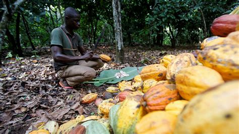 Ghana, Ivory Coast’s cocoa farmers trapped by chocolate industry — Quartz Africa