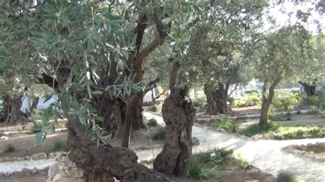 Garden of Gethsemane. Mount of Olives. Matthew 26 - YouTube