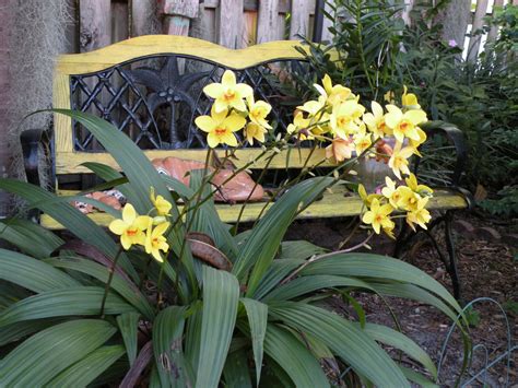 DragonFly Garden: It must be orchid season.