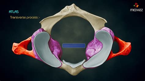 The atlas anatomy - first cervical vertebra,C1 - Head and Neck osteology - YouTube