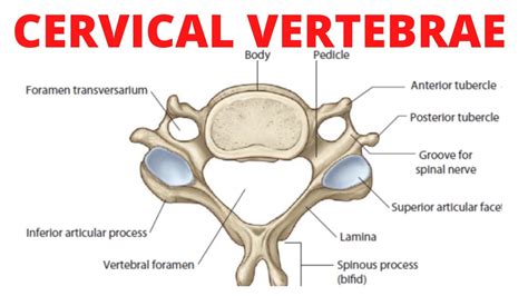 Cervical Vertebrae Anatomy - YouTube