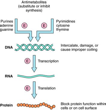 Mechanisms of Action of Antineoplastic Drugs | Clinical Gate