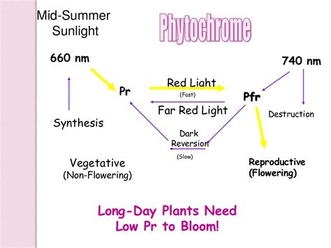 Physiology of flowering, photoperiodism