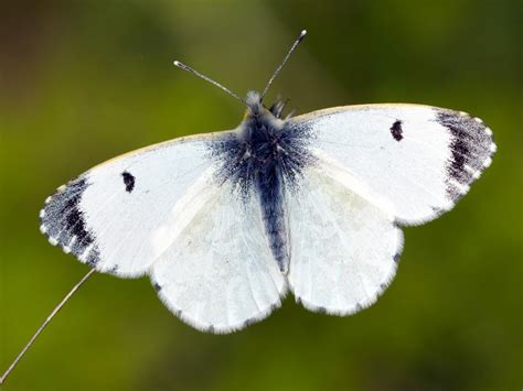 Orange-tip | Butterfly Conservation