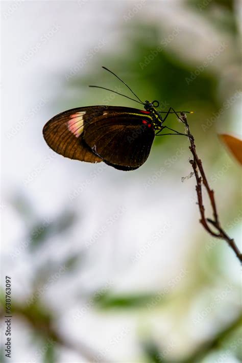 Red Postman Butterfly "Heliconius erato" on twig isolated against ...