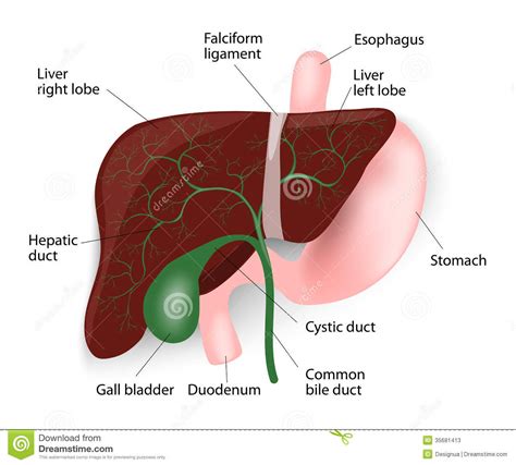 Gallbladder Problem and Symptoms - Ground Report