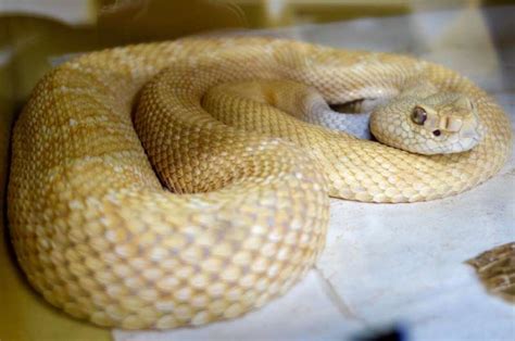 Researchers identify protein that counteracts key rattlesnake venom toxins